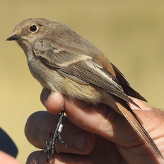 Phoenicurus erythronotus