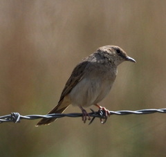 Cincloramphus mathewsi