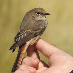 Phoenicurus erythronotus