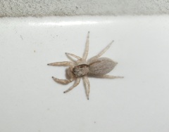 Menemerus bivittatus