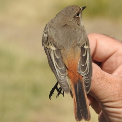 Phoenicurus erythronotus