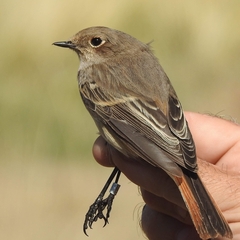 Phoenicurus erythronotus