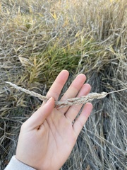 Phalaris arundinacea