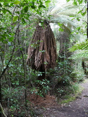 Dicksonia fibrosa