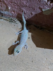 Oedura tryoni