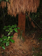 Dicksonia fibrosa
