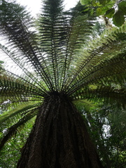 Dicksonia fibrosa