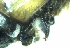 Leucorrhinia borealis