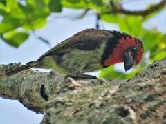 Lybius torquatus torquatus
