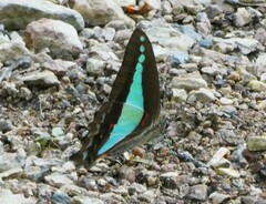 Graphium choredon