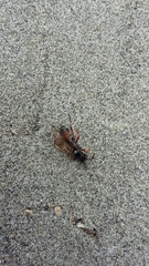 Ichneumon promissorius