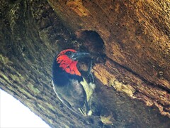 Lybius torquatus torquatus