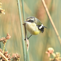 Tachuris rubrigastra