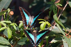 Graphium choredon
