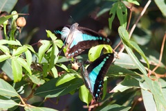 Graphium choredon