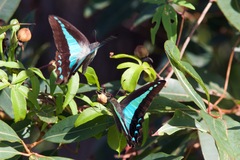 Graphium choredon