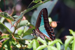 Graphium choredon