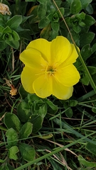 Oenothera drummondii