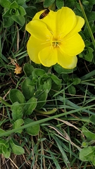 Oenothera drummondii