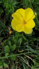 Oenothera drummondii