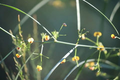 Daviesia wyattiana