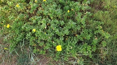 Oenothera drummondii