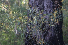 Daviesia wyattiana