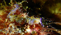 Pteraeolidia ianthina image