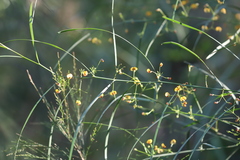 Daviesia wyattiana
