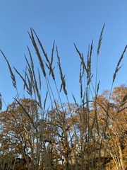 Phalaris arundinacea