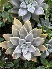Graptopetalum