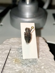 Chrysobothris femorata