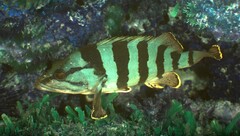 Acanthistius cinctus