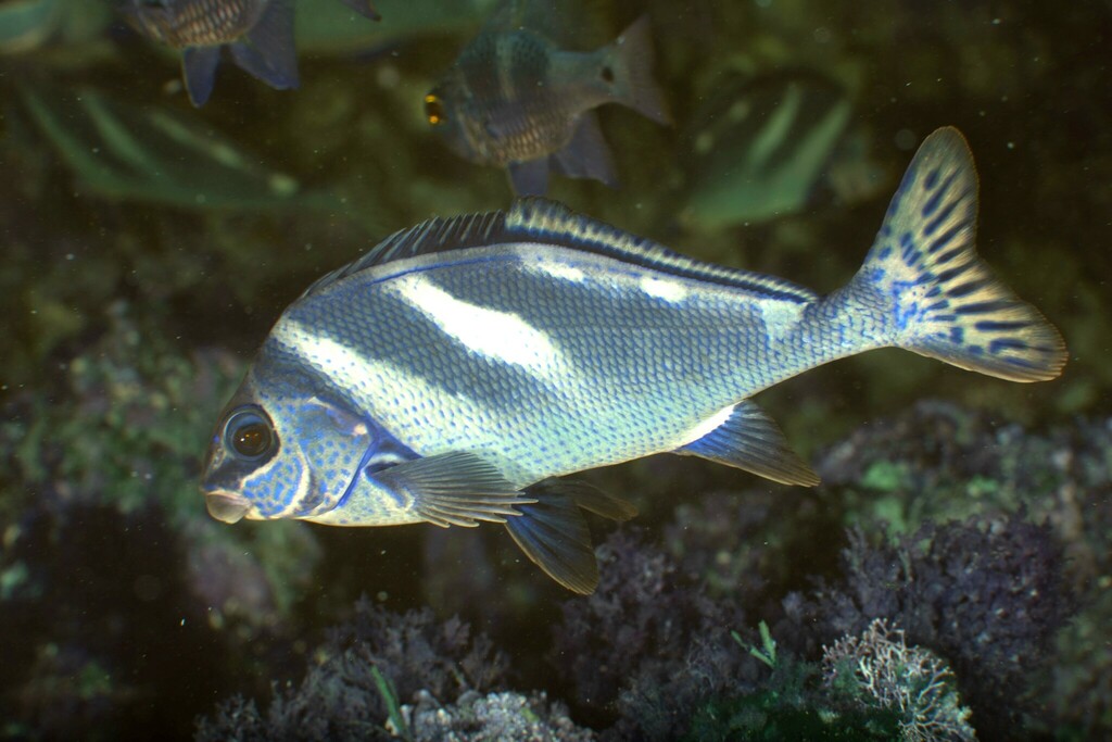 Painted Morwong