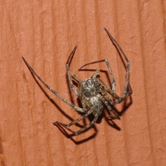 Philodromidae