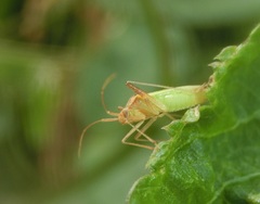 Hemiptera