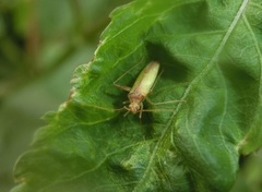 Hemiptera