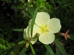 Ludwigia major