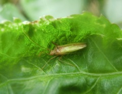 Hemiptera