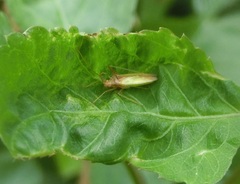 Hemiptera