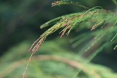 Allocasuarina torulosa