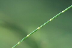 Allocasuarina torulosa