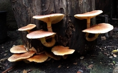 Gymnopilus