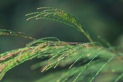 Allocasuarina torulosa