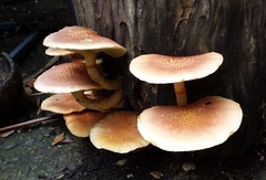 Gymnopilus