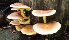 Gymnopilus