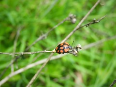Stiretrus decastigmus