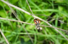 Stiretrus decastigmus