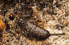 Hormurus
