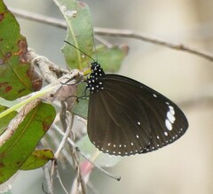 Euploea tulliolus